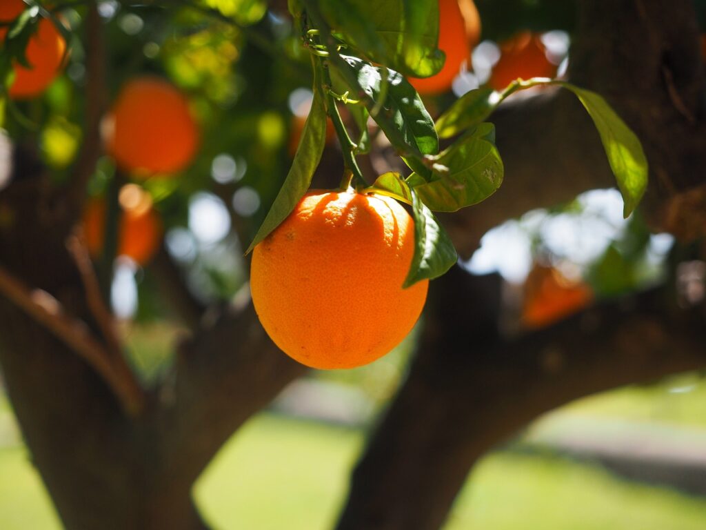 Oranges with vitamin C boost immunity and support health during winter